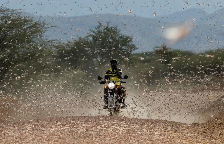A motorcycle rider tries to protect his eyes as he drives through a swarm of desert locusts at the village of Lorengippi near the town of Lodwar, Turkana county, Kenya, July 2, 2020. REUTERS/Baz Ratner